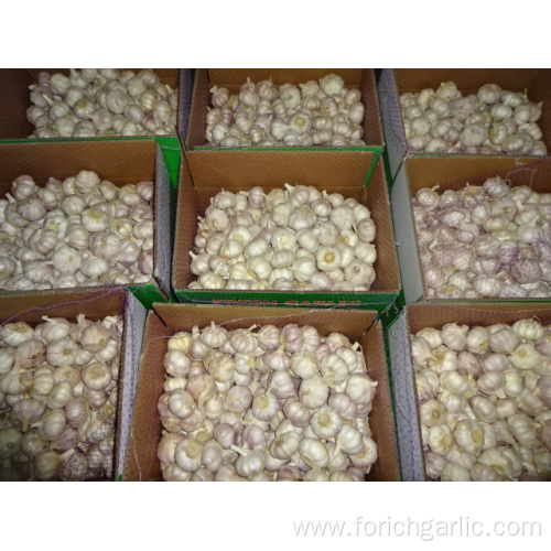 Fresh Normal White Garlic Prices